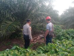 Ditemukan Mayat P, Simangunsong Warga Simalungun di Kebun PT Socfindo