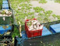 Terkait Ikan Mati Milik Kelompok Teratai, Unit Tepidter Melakukan penyelidikan