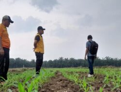 Ciptakan Ketahanan Pangan, Kapolsek Cek Perkembangan Tanaman Jagung
