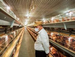 Usai Menghadiri Rapat Paripurna Hut Ke-79, Kab Asahan. Bupati Batubara Menijaun Ternak Ayam Petelur