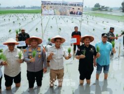 Bupati & Kapolres Batubara Tanam Padi Serentak, Imbau Petani agar Panen Padi lebih Lama
