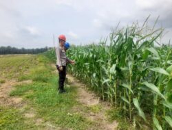 Jangun Ketahanan Pangan, Kanit Binmas Cek Keadaan