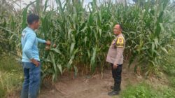 Bhabinkamtibmas Cek Tanaman Jagung. Ketahanan pangan