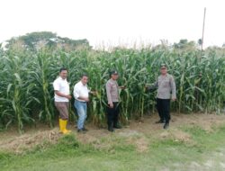 Sat Binmas Pastikan Perkembangan Jagung di Lokasi Ketahanan Pangan PT PP Lonsum