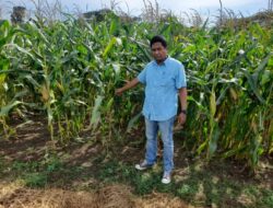 Mendekati Panen Raya Jagung, Tim dari Polisi Terus Lakukan Pengawasan