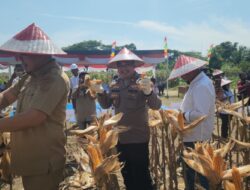Polres Batubara Bersama PT PP Lonsum, Panen Raya Komoditi Jagung
