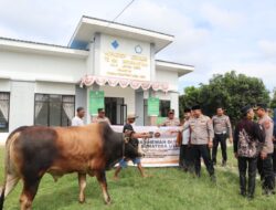 Bobot 450kg Hewan Qurban Kapoldasu, di Serahkan Pesantren Jabal Hindi