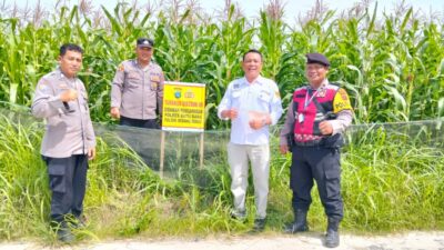 Personil Polsek Medang Deras cek lokasi ketahanan pangan swasembada jagung ,Kamis (12/6/2025)
