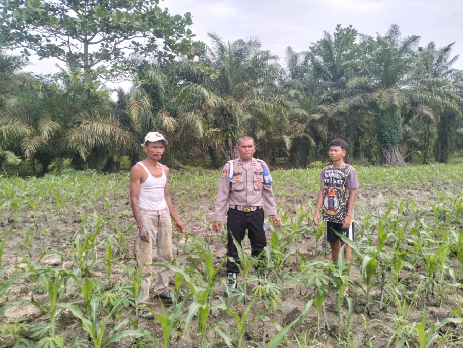 Personil Polsek Indrapura Cek Lokasi Ketahanan pangan, Jumat (20/6/2025)