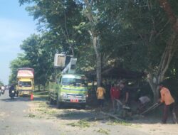 Pemeliharaan dan Perawatan Pohon di Pinggir Jalinsum Demi Keselamatan Pengendara