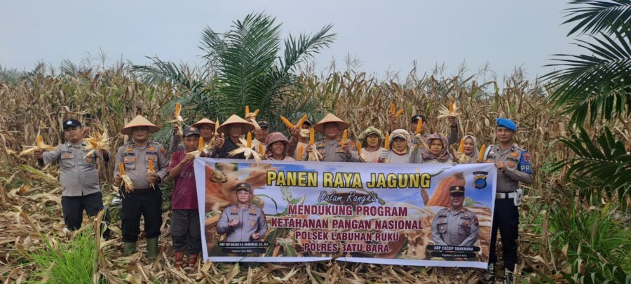 Kapolsek Labuhan Ruku AKP Cecep Suhendra bersama masyarakat panen raya jangung, Kamis 23/7/2025