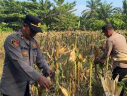Jagung Binaan Polsek Indrapura Capai Panen Raya, Wujud Sinergi Polisi dan Petani