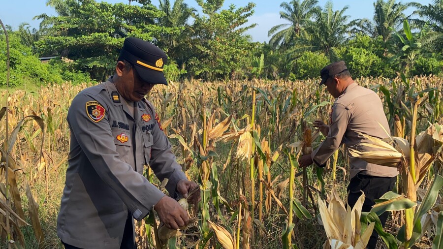 Wakapolres Indrapura Iptu M Siregara Panen Jagung, Senin 28/7/2025