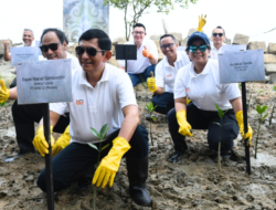 Dukung Strategi Hijau, INALUM dan Grup MIND ID Restorasi Mangrove