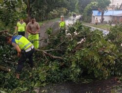 Petugas Satlantas Evakuasi Pohon Tumbang di Tengah Jalan Usai Hujan Deras