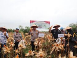 Zoom Meeting Panen Raya Jagung Kwartal III, Dukung Program Presiden Wujudkan Ketahanan Pangan