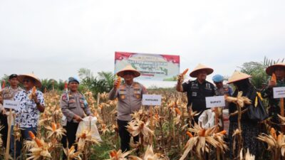 Kapolres Batubara AKBP Doly Nelson H.H Nainggolan SH M.H bersama Bupati Batubara H.Baharuddin Siagian Panen Raya Jagung, Sabtu (27/9/2025)
