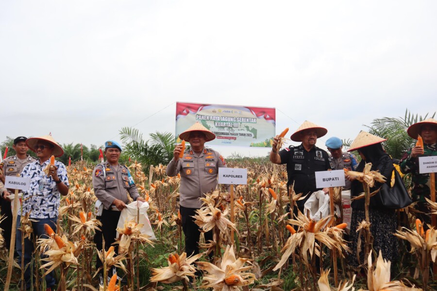 Kapolres Batubara AKBP Doly Nelson H.H Nainggolan SH M.H bersama Bupati Batubara H.Baharuddin Siagian Panen Raya Jagung, Sabtu (27/9/2025)