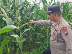 Kapolsek Lima Puluh Cek Perkembangan Lahan Jagung Binaan, Dukung Program Ketahanan Pangan
