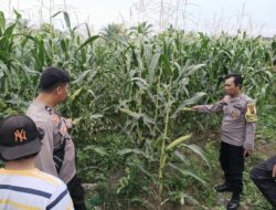 Masih Seputar Jagung, Polres Batubara Terus Dukung Ketahanan Pangan