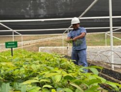 INALUM dan PJT I Perkuat Konservasi Danau Toba Lewat Penanaman Pohon dan Pembibitan Modern