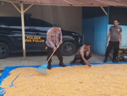 Sebelum Pendistribusian Ke Bulog, Kapolsek Lakukan Tahap Pengeringan Jagung di Mapolsek Lima Puluh