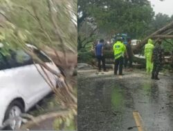 Mobil Avanza Tertimpa Kayu, Satlantas Sigap Evakuasi Pohon Tumbang