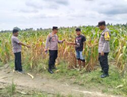 Dukung Program Asta Cita, Kapolsek Lima Puluh Tinjau Perkembangan Tanaman Jagung