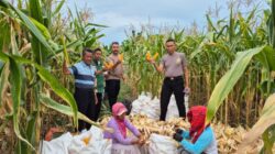 Kabag SDM Polres Batu Bara Cek Lahan Baku Sawah untuk Program Tanam Jagung