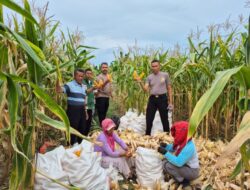 Kabag SDM Polres Batu Bara Cek Lahan Baku Sawah untuk Program Tanam Jagung