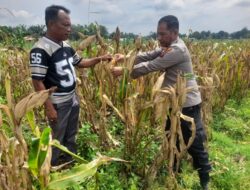 Panen Raya Sembada Jagung, Kapolsek Lima Puluh Warga Berhasil Wujudkan Ketahanan Pangan