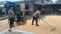 Petani Jagung Binaan Kapolsek Masuki Tahap Pengeringan, Tanda Panen Berjalan Sukses