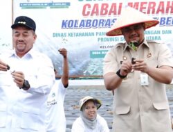 Penguatan Ketahanan Pangan Daerah, Bupati Baharuddin Bersama Gubsu Bobby Laksanakan Gerakan Tanam Cabai Bersama