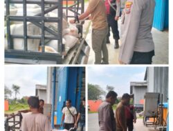 Hasil Panen Jagung Batu Bara Resmi Dipasarkan ke Bulog Asahan