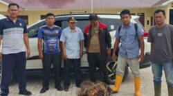 Aksi Pencurian TBS di Kebun PT Socfindo Terbongkar, Pelaku Diamankan