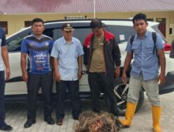 Aksi Pencurian TBS di Kebun PT Socfindo Terbongkar, Pelaku Diamankan