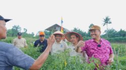 Bupati Panen Perdana Demplot Cabai Bersama Fakultas Pertanian IPB, Targetkan Lahirnya Varietas Unggulan “Cabai Merah Keriting Bahagia”