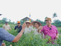 Bupati Panen Perdana Demplot Cabai Bersama Fakultas Pertanian IPB, Targetkan Lahirnya Varietas Unggulan “Cabai Merah Keriting Bahagia”