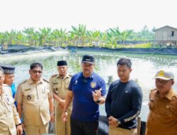 Hadiri Panen Raya di Gambus Laut, Bupati Batu Bara Dukung Pengembangan Budidaya Udang Vaname