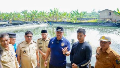 Hadiri Panen Raya di Gambus Laut, Bupati Batu Bara Dukung Pengembangan Budidaya Udang Vaname