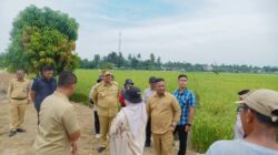 Dorong Pertanian Modern, Bupati Tinjau Sawah PM-AAS