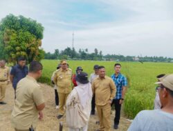 Dorong Pertanian Modern, Bupati Tinjau Sawah PM-AAS
