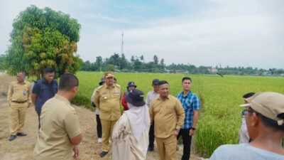 Dorong Pertanian Modern, Bupati Tinjau Sawah PM-AAS