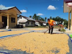 Terik Matahari Tak Menyurutkan Semangat, Kapolsek Lima Puluh AKP Salomo Dukung Ketahanan Pangan Lewat Jemur Jagung