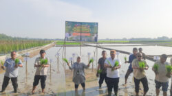 Ikuti Gerakan Tanam Serempak 50.000 Hektare, Bupati Dorong Produktivitas dan Kesejahteraan Petani
