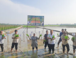 Ikuti Gerakan Tanam Serempak 50.000 Hektare, Bupati Dorong Produktivitas dan Kesejahteraan Petani