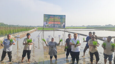 Ikuti Gerakan Tanam Serempak 50.000 Hektare, Bupati Dorong Produktivitas dan Kesejahteraan Petani