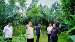 800 Ribu Bibit Aren, Bupati Baharuddin Siapkan Pengembangan Komoditas Aren di Batu Bara